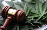 Gavel of judge lying on green leaves of marijuana closeup