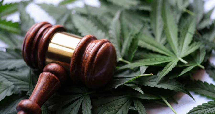 Gavel of judge lying on green leaves of marijuana closeup