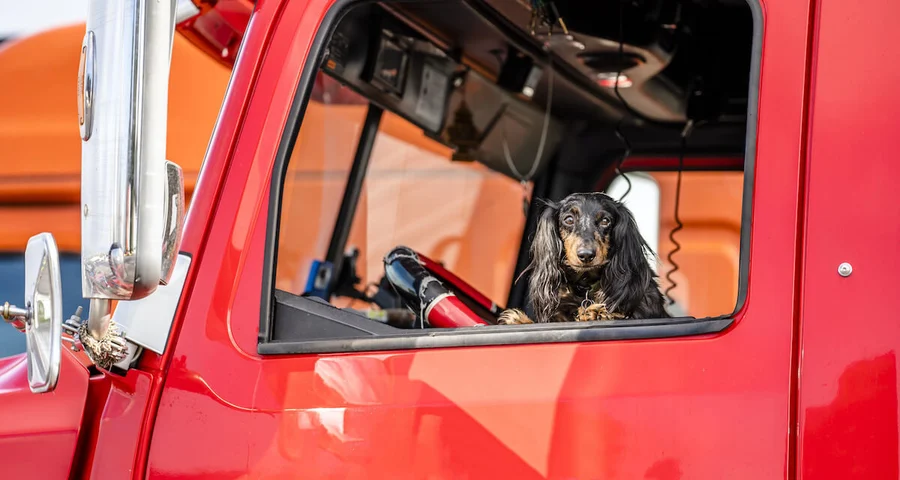 Dog looking out the drivers side window of a truck
