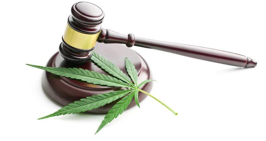 gavel with marijuana leaf