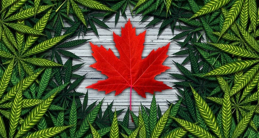 illustration showing the red canadian maple leaf in the middle of green marijuana leaves