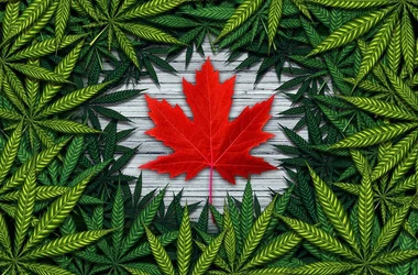 illustration showing the red canadian maple leaf in the middle of green marijuana leaves