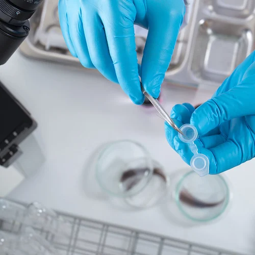 Hair Sample being tested for drug use by gloved hands