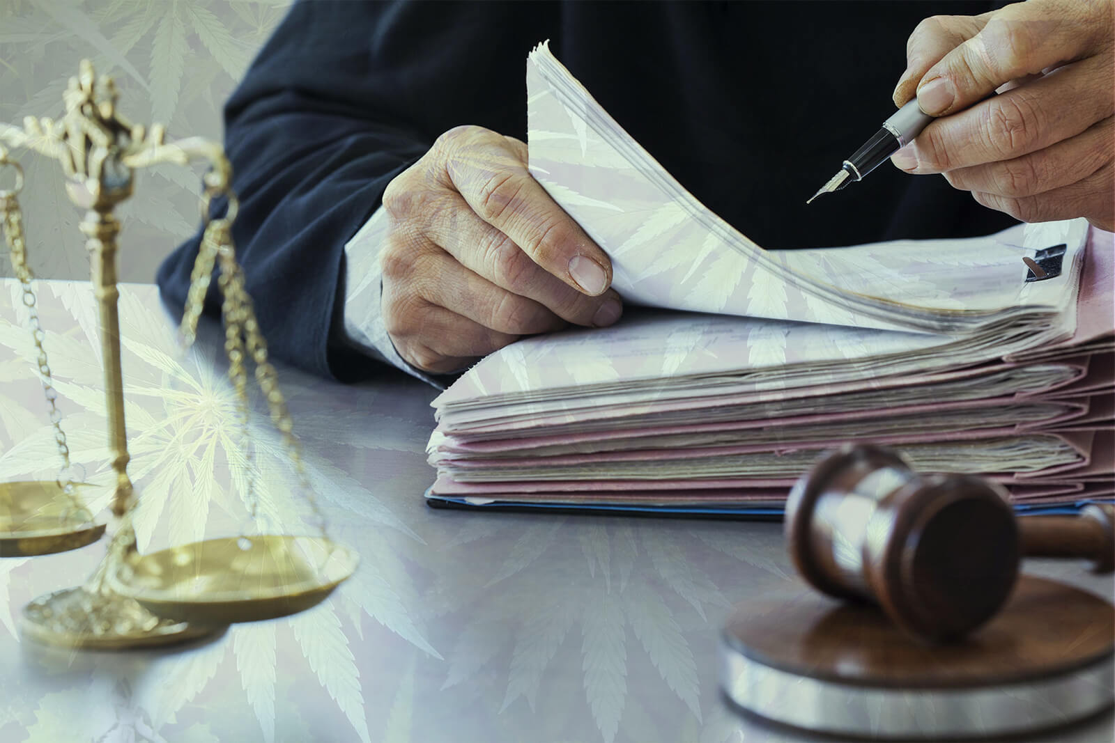 Judge writing with files and gavel marijuana leaves