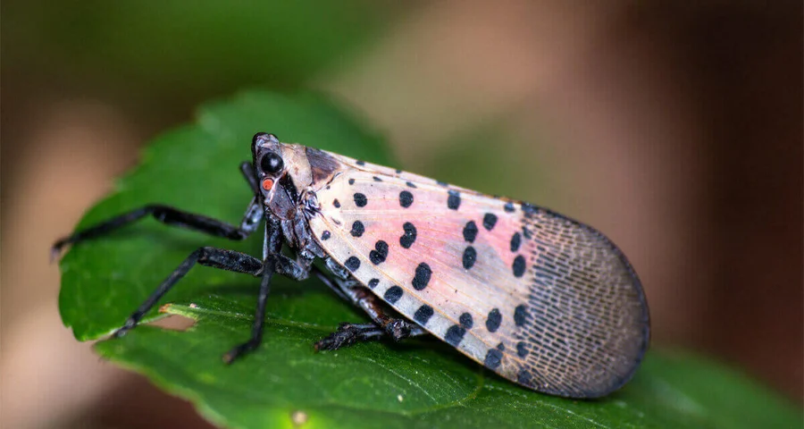 Spotted Lanternfly sitting on a leaf