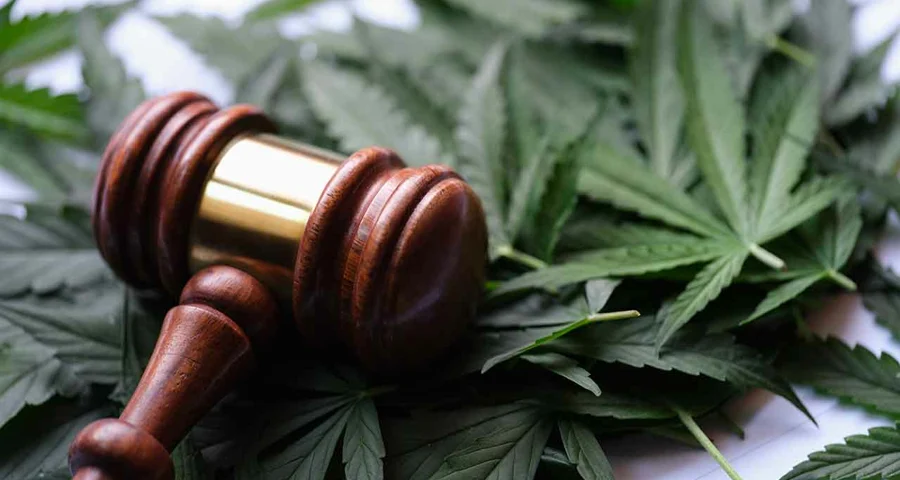 Gavel sitting on top of marijuana leaves